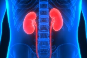kidney Specialist